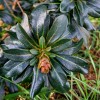 Euphorbia amygdaloides v. robbiae